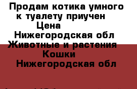 Продам котика умного к туалету приучен  › Цена ­ 5 000 - Нижегородская обл. Животные и растения » Кошки   . Нижегородская обл.